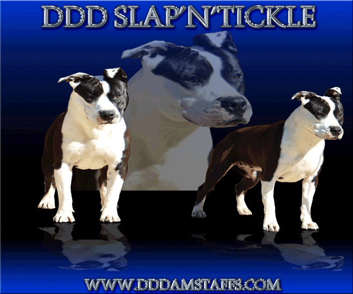 DDDawgs Slap N Tickle